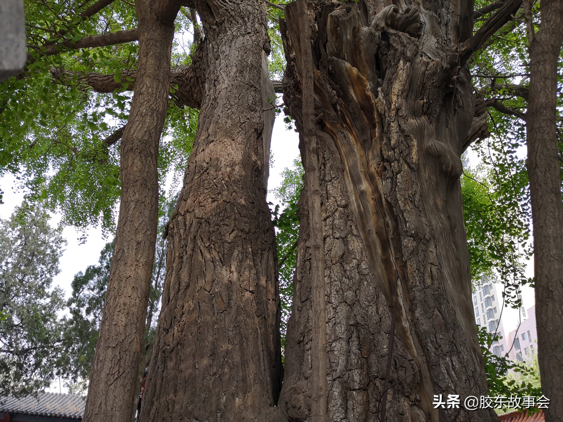 平度各个村名的来历,平度地名叫什么