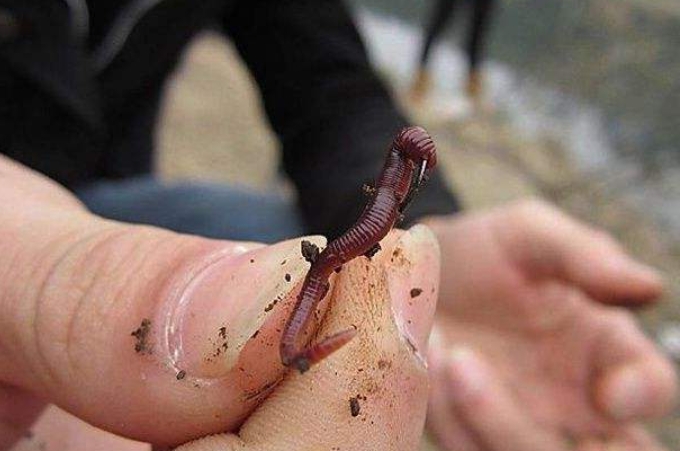 悄悄跟你说，蚯蚓钓鱼大有讲究，唯独这四个用法最关键，别外传