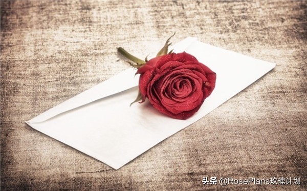 送花情话最暖心撩人写给女朋友,情话给女朋友100字