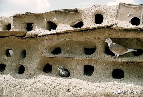 一只不到一斤重，市价60元一斤供不应求，养殖户：不养不知道