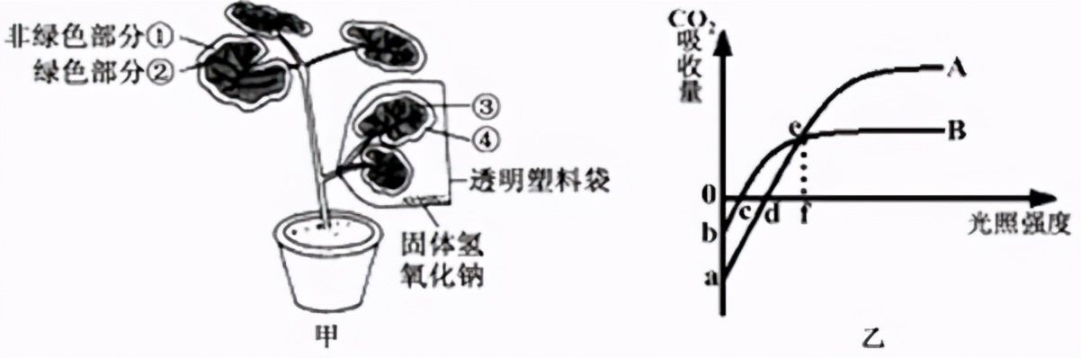 人教版七年级生物植物的呼吸作用,生物光合作用与呼吸作用的综合题