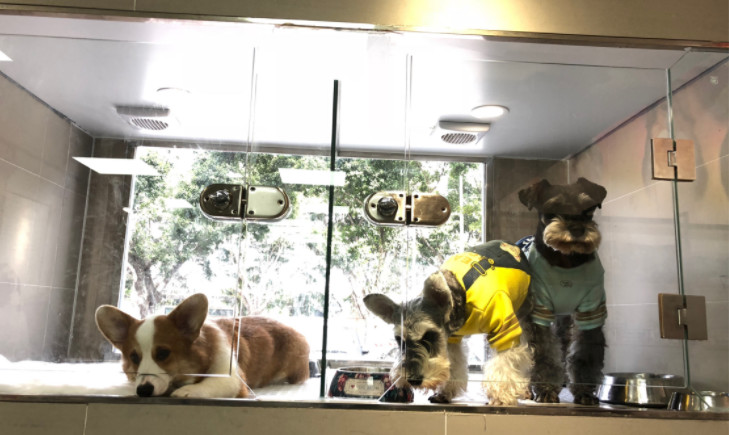 每个铲屎官必备的宠物小技巧,照顾幼犬这6大细节铲屎官别大意