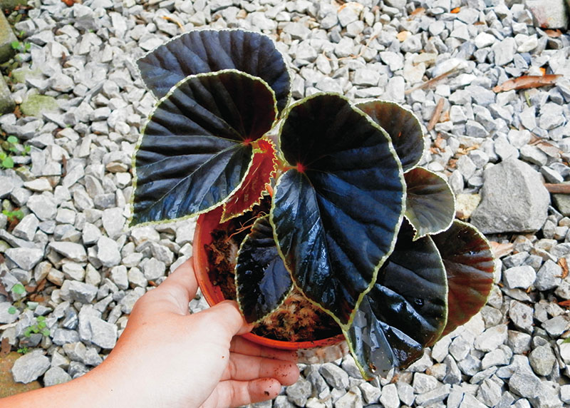 目前有多少种物种受到灭绝的威胁,物种受到威胁停滞繁衍