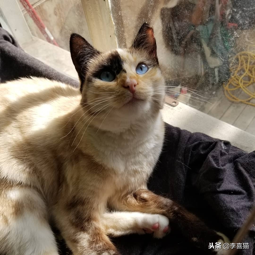 怎么让猫咪学会习惯穿衣,让猫咪在室内快乐生活的小窍门