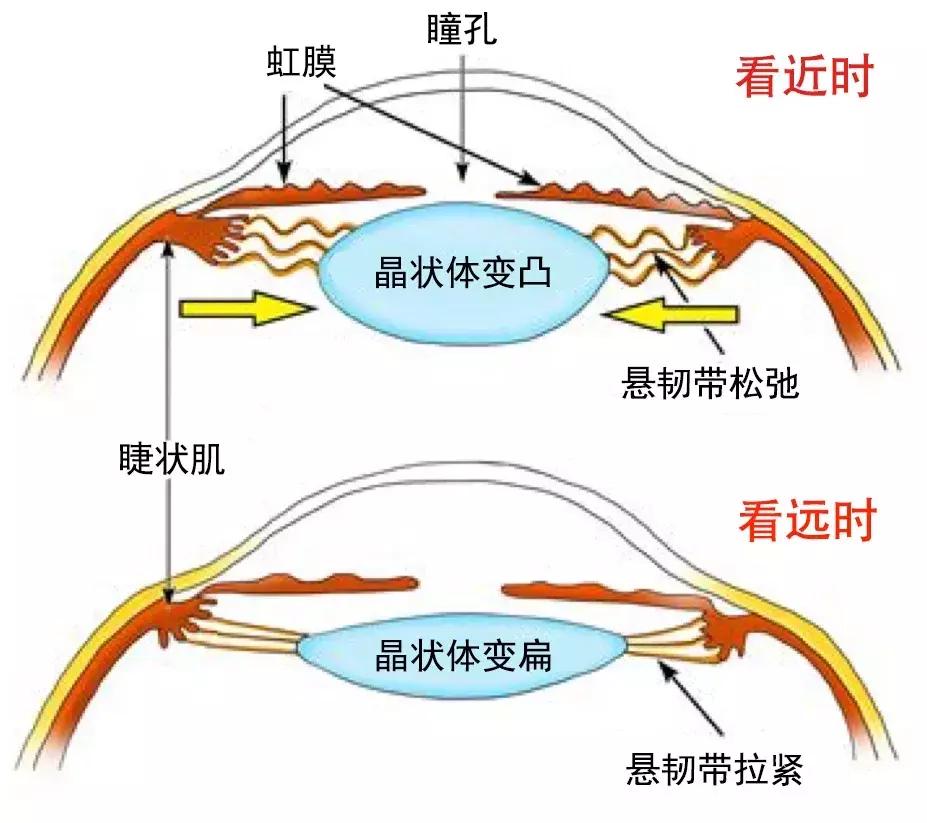给个准信丨到底能不能给孩子散瞳呢