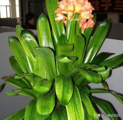 君子兰怎么养出宽大肥厚的叶片,君子兰怎么养叶片才茂盛