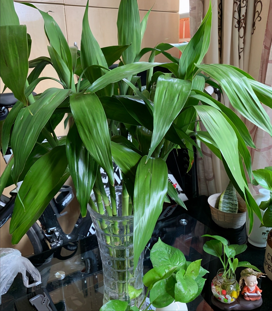 6种吉利花养在客厅里,适合家里养的吉利花