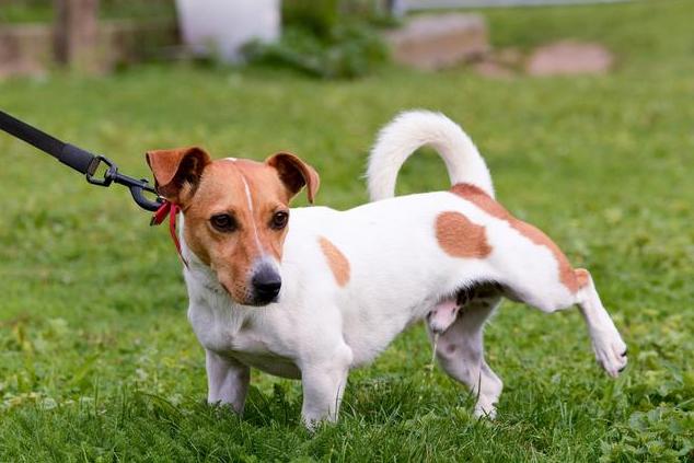 狗狗会有报复心理吗,狗狗对人类疯狂报复