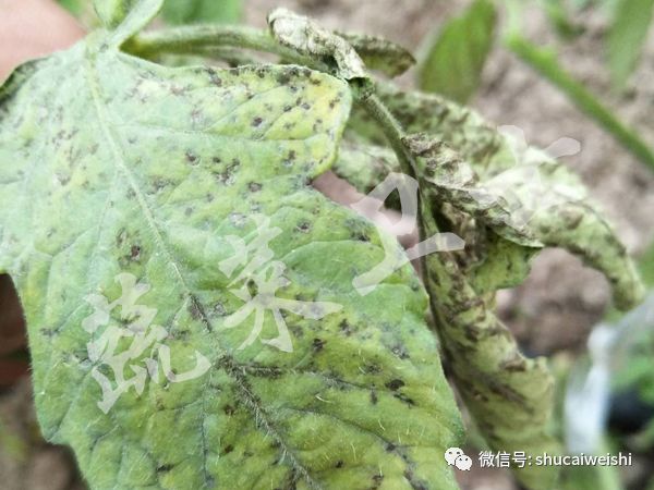 番茄细菌性斑点病图片,番茄细菌性褐斑病怎样治疗