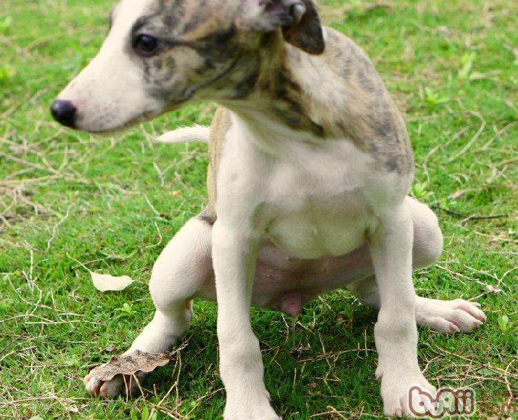 有尿你可别憋着,赵国卿文