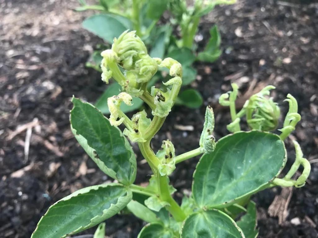 大丽花叶子发黄不开花,大丽花不开花施什么肥