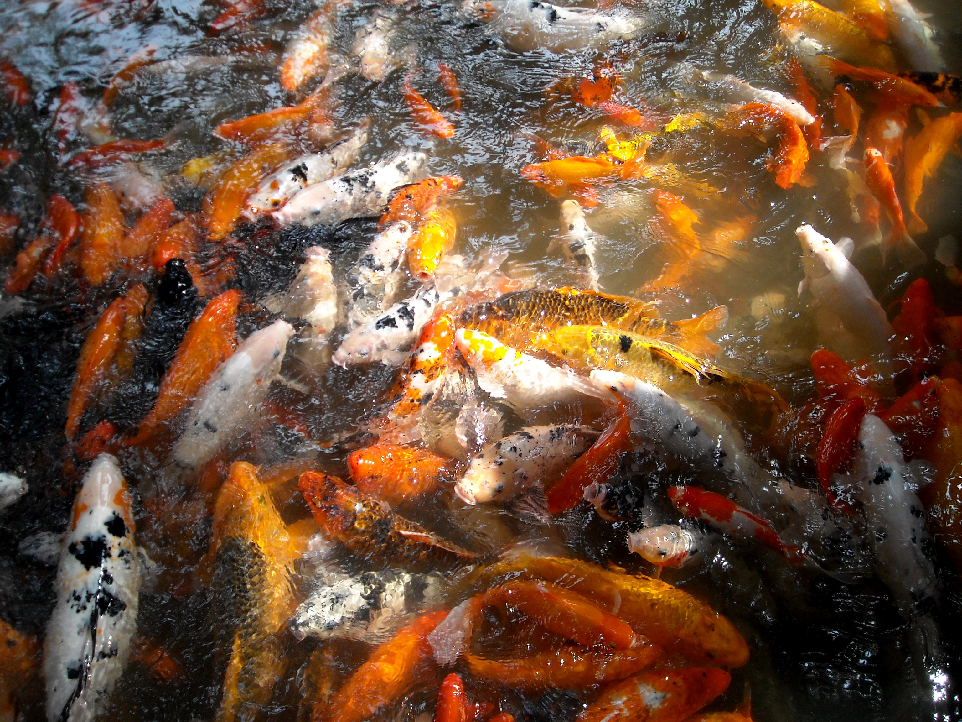 成都杜甫草堂一日游,到成都必须玩的景点是哪几个