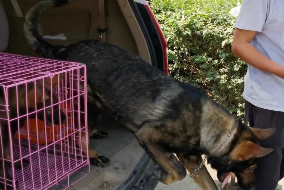 昆明犬和东德哪个更加凶猛,昆明犬与东德狼灰犬很像