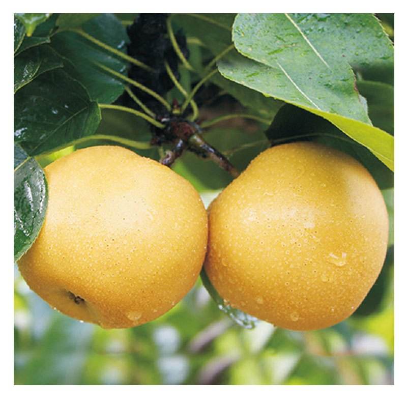 他辞去500强企业的工作，毅然决然开荒种梨，最后怎么样了