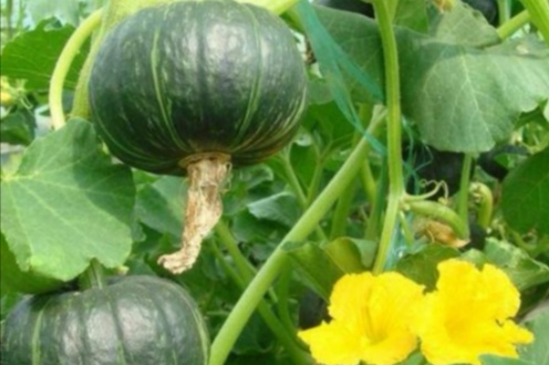 南瓜不结瓜怎么管理,南瓜只长藤不开花怎么回事