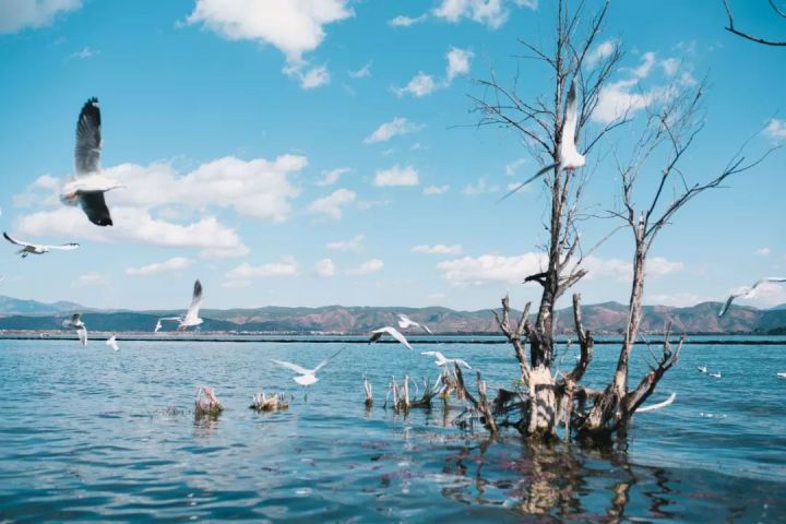 什么是云南品种,什么是云南的特色