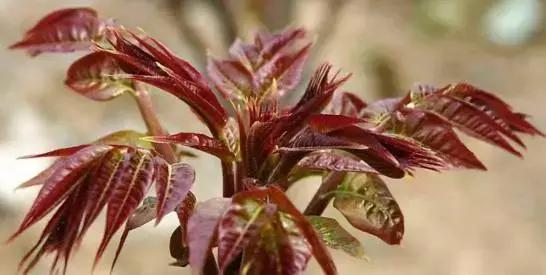 武穴又到挖野菜的时候了,江边好多人都在挖野菜,你吃了吗?