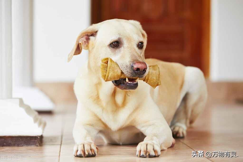 怎么照顾截肢狗,狗割了蛋要注意什么