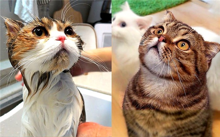 猫咪洗澡容易应激要不要洗澡,猫咪洗澡的时候跟铲屎官说明什么