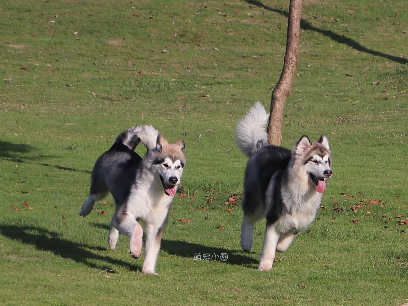 狗狗会害怕这8件事你知道吗,狗狗突然很害怕主人就生病了