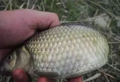 冬天筏竿串钩钓鲫鱼技术,冬天钓大板鲫用手竿好还是串钩好