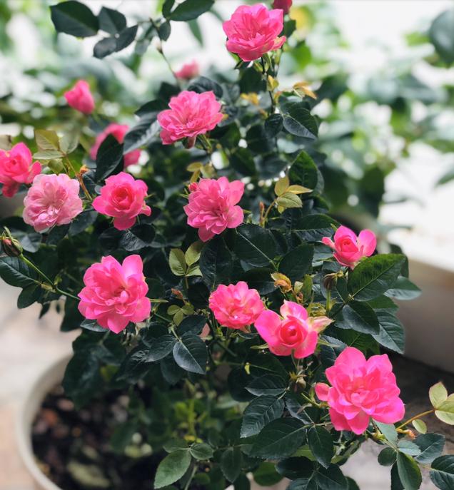 月季图鉴哪本书好,淘宝上最好养的月季品种