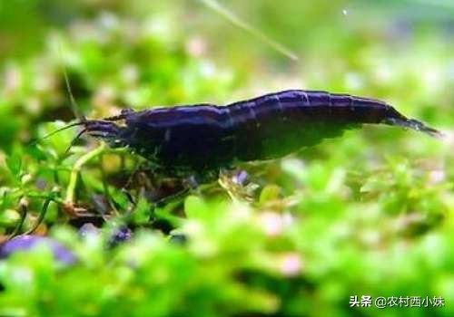 观赏虾品种排行榜前十名,观赏虾哪个品种好养又便宜