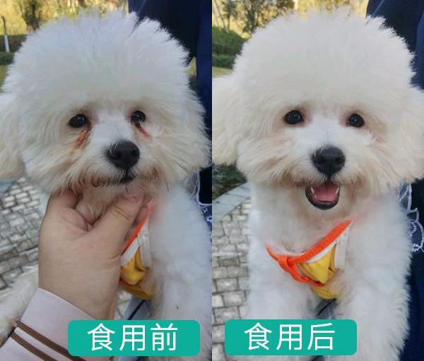 比熊犬有泪痕怎么去除,比熊犬泪痕怎么清除