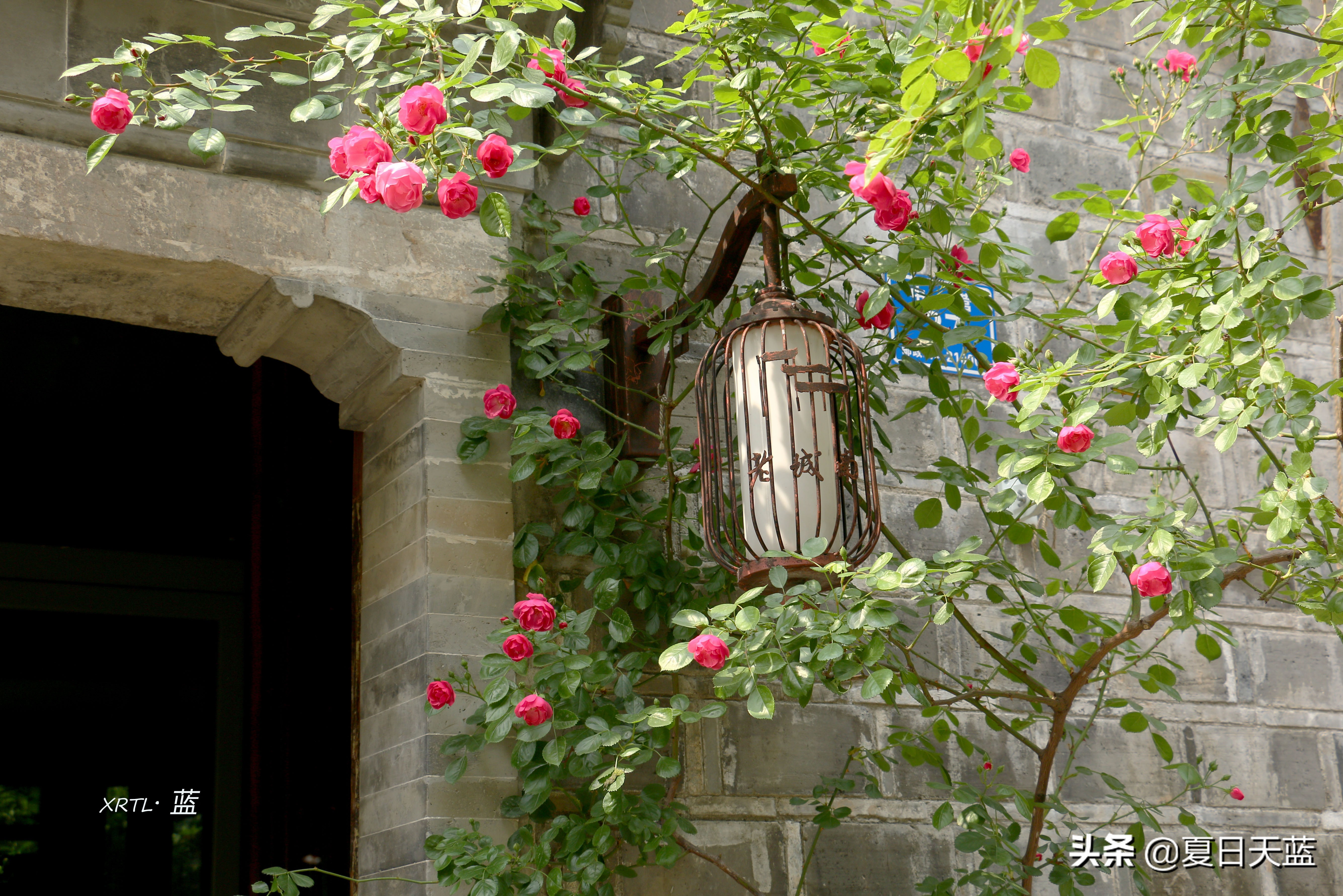 老门东蔷薇高清图片,老门东蔷薇花人像
