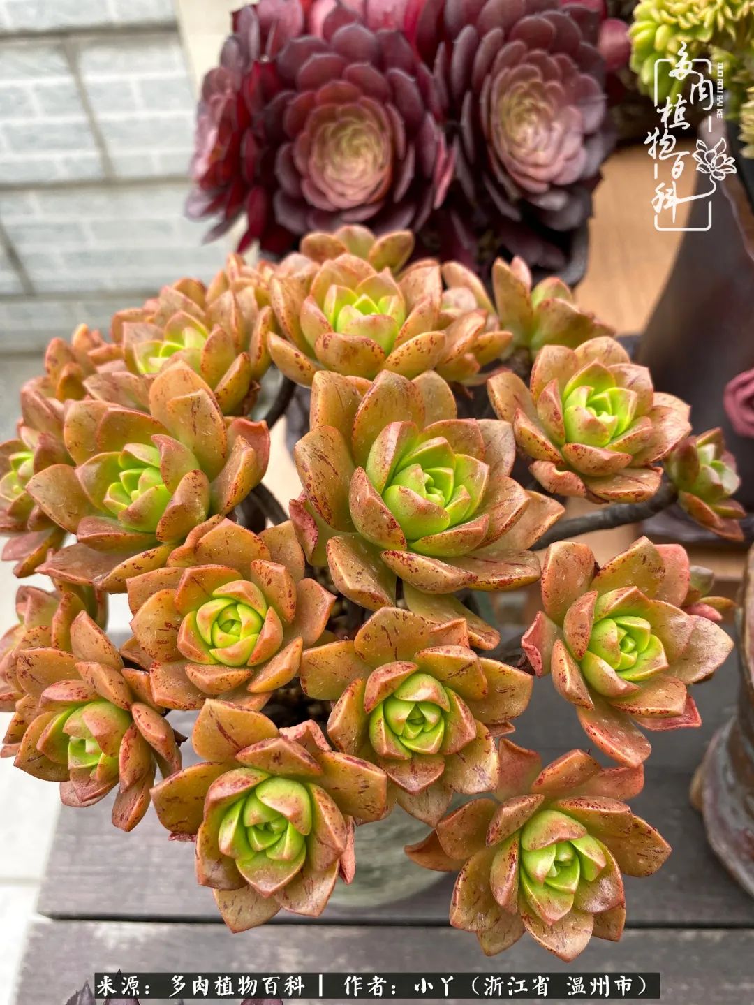 祖上无院家里无矿，一腔浪漫情怀付诸楼顶造花