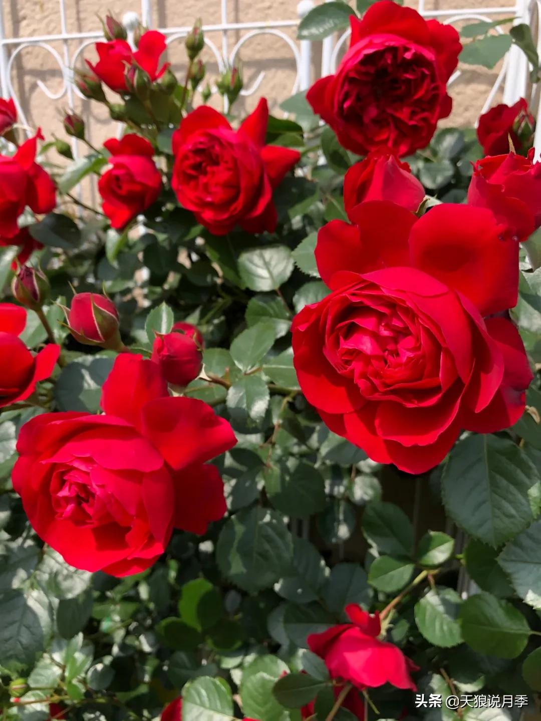 阳台还可以种植什么花种,阳台上也可以种出好看的花