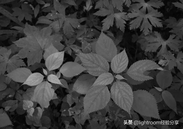 摄影黑白和彩色图对比,摄影黑白和彩色的关系