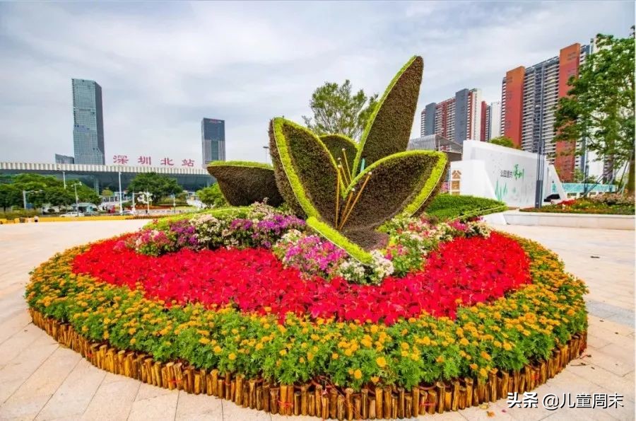 深圳中心公园足球场,深圳中心公园大草坪