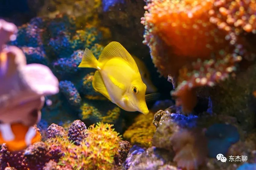 哪些海水鱼可以在淡水中养,哪些海水鱼能释放电压