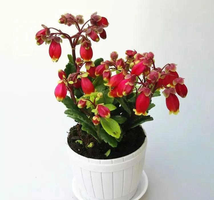 三月最适合种什么花？照着下面养准不会错！好养又好看，满屋飘香