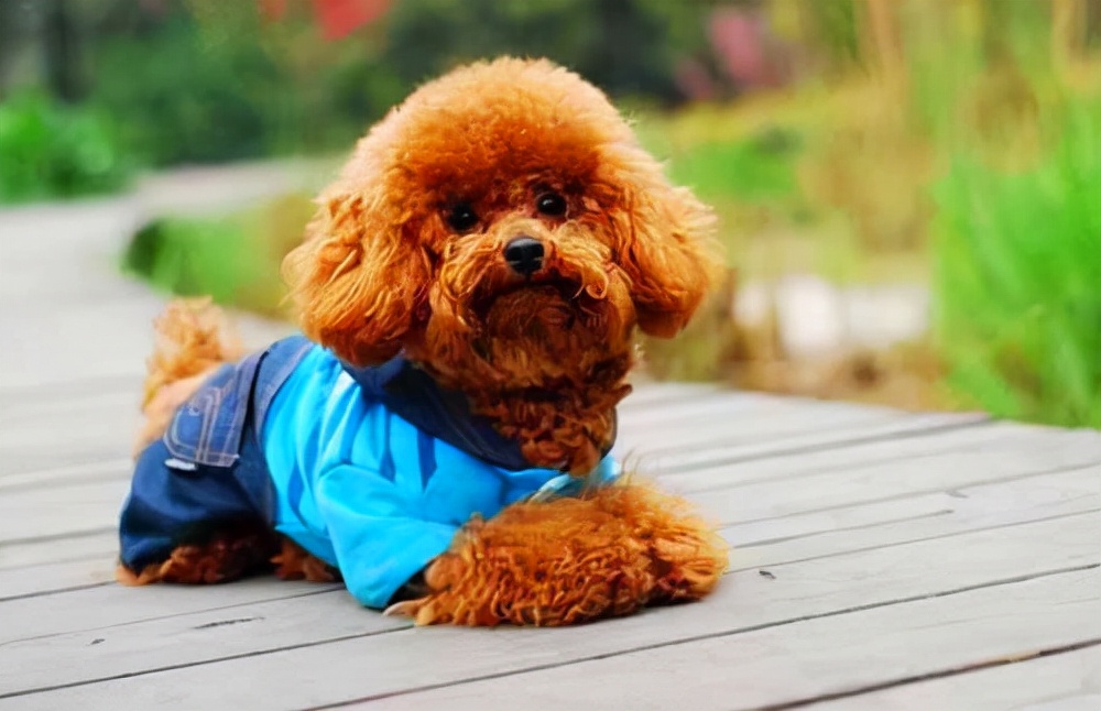 泰迪交配时，不要强行将它们分开，这样伤害很大