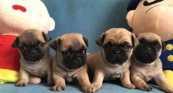 如果你有一只巴哥犬,那么不妨看看这篇文章,或许会收获许多