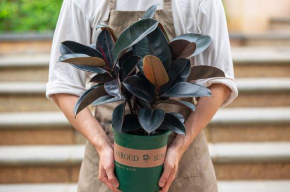 橡皮树浇水过多落叶怎么办,橡皮树施肥过多叶子枯萎怎么补救