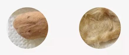 猫吐出的黄水里面有寄生虫,猫呕吐吐出虫子怎么办