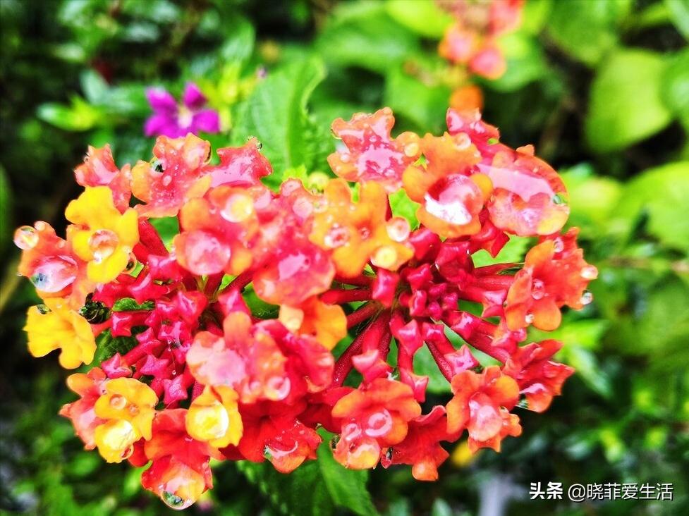 12星座代表的花是什么花,12星座的代表花各代表着什么