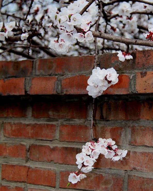 这首诗火了千年,不停被模仿,如今选入语文课本,家长却建议删除