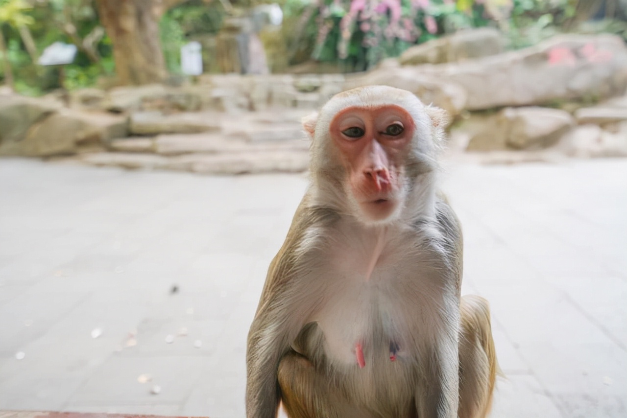 海南陵水猴岛有猴子吗,现在陵水猴岛猴子多不多