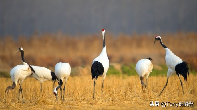 深度揭秘拍摄鸟类,如何拍鸟这些鸟类摄影技巧要学会