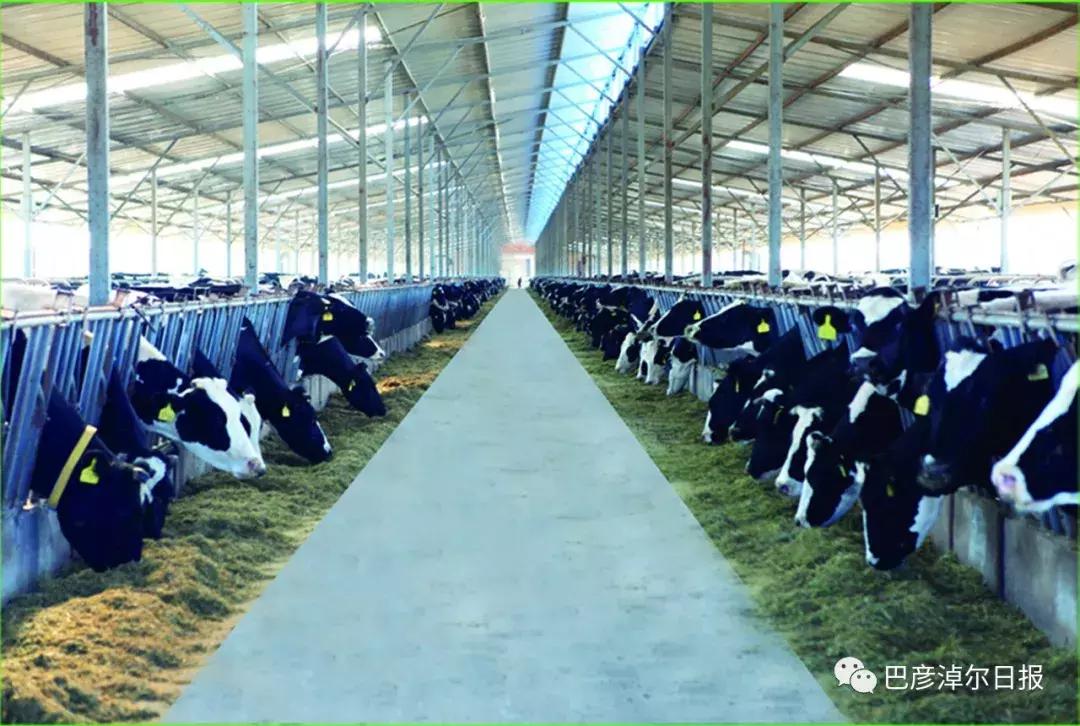 什么是圣牧有机奶,圣牧有机奶