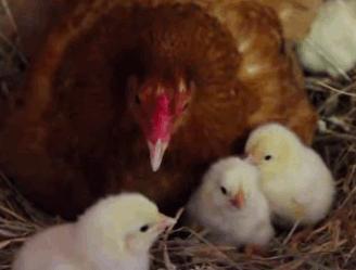 母校的英语,母校英文怎么说