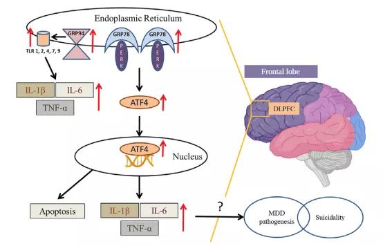 097期抑研报|抑郁症,用心理疗法还是药物疗法?