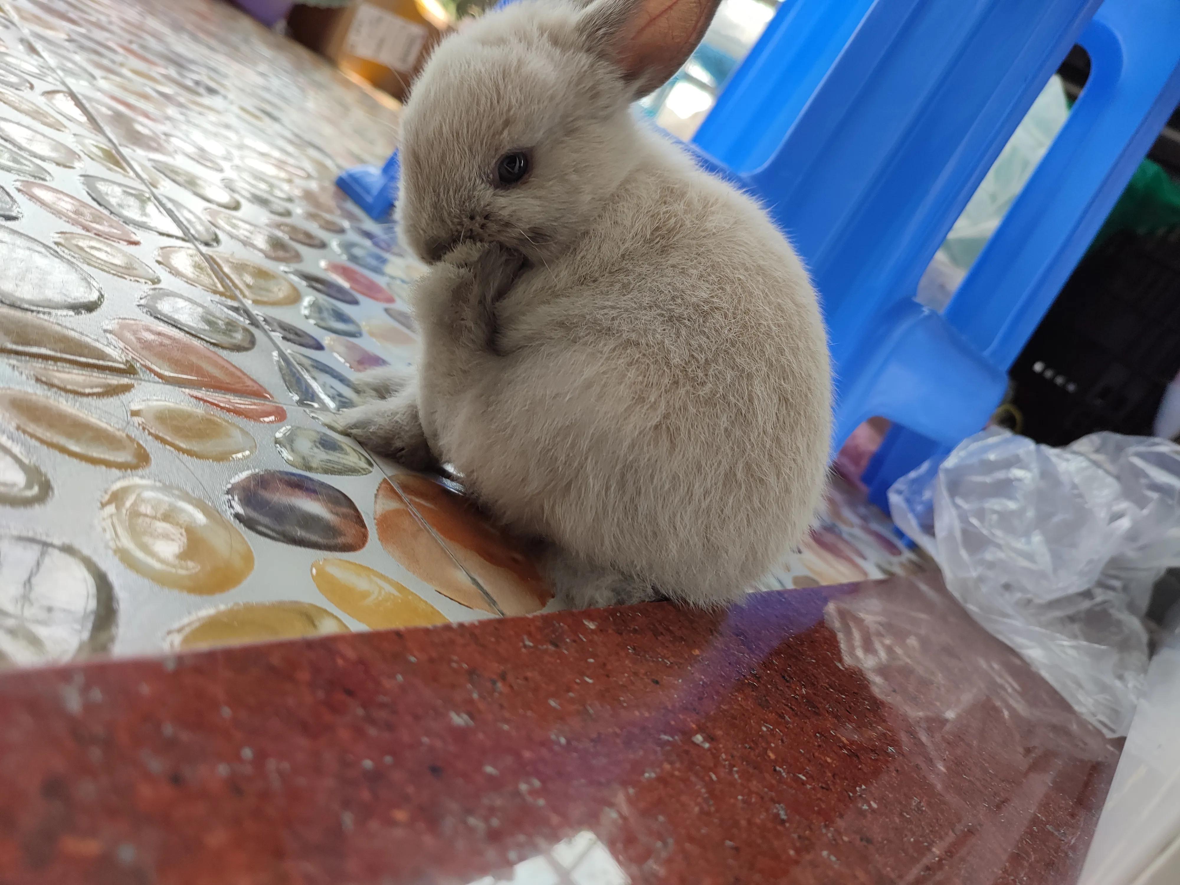 养一只兔子需要什么,养了一只兔子到底有多可爱