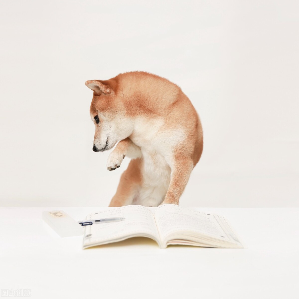 为什么不能养日本柴犬呢,柴犬有什么优点怎么那么呆萌可爱