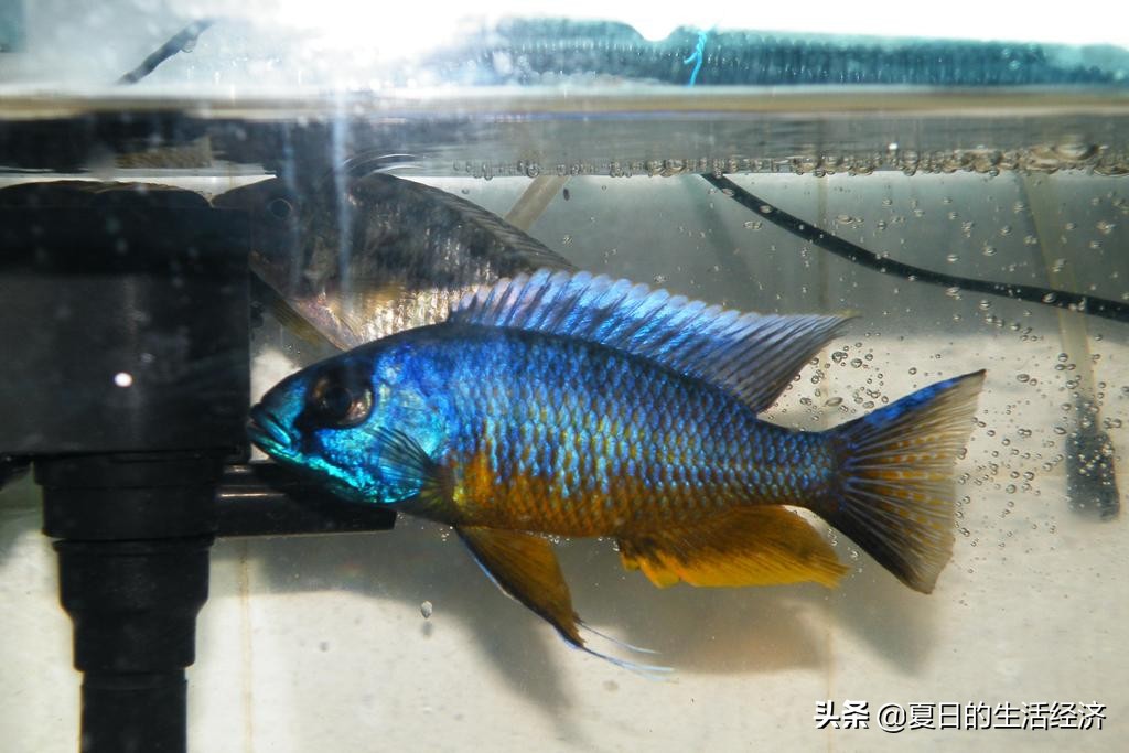 回忆三湖,三湖慈鲷纪念