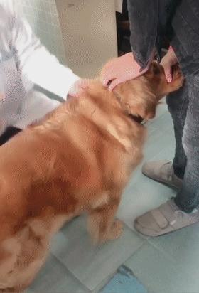 狗狗疫苗的种类和如何选择疫苗,狗狗疫苗接种时间怎么算